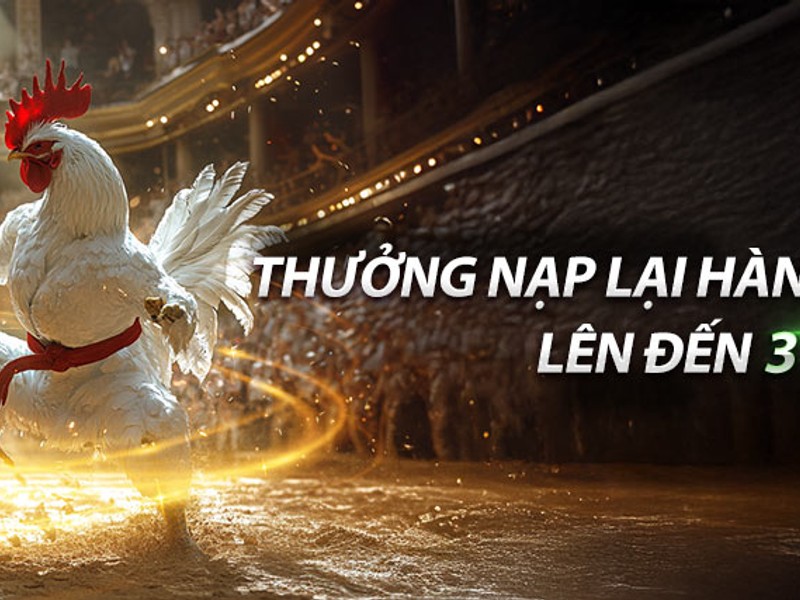 Hoàn trả hàng ngày shbet nổ hũ